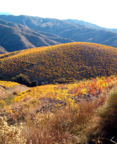 Vi�edos de Albond�n  Foto de la Mancomunidad de Municipios de la Alpujarra de Granada
