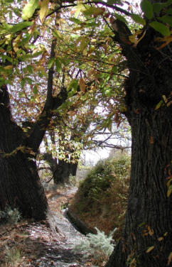 Naturaleza de Los B�rchules en La Alpujarra de Granada